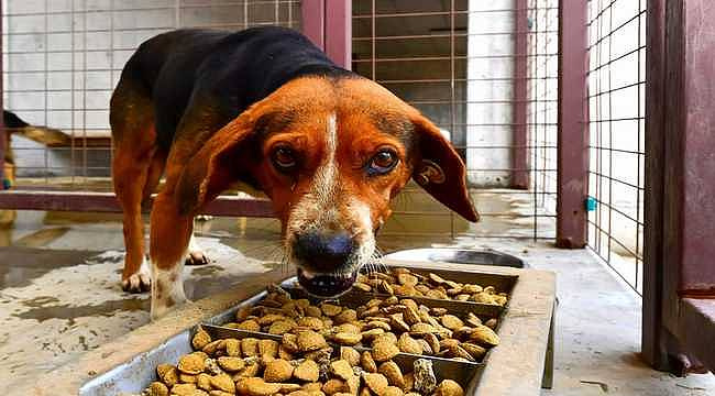 Sahte Mama Tehdidi Artıyor