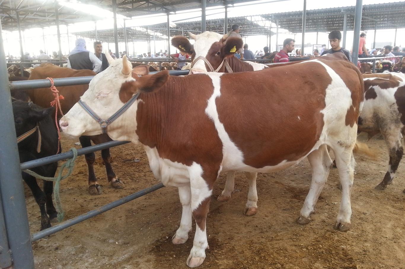 İSTANBUL’DA KURBANLIKTA BÜYÜK SEVKİYAT: 1800 BÜYÜKBAŞLA PİYASADA YENİ DÖNEM