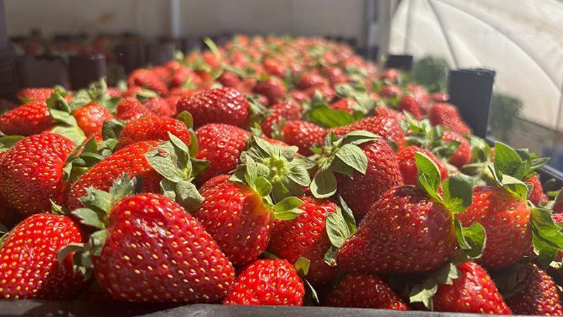 Antalya’da Hasat Haziranda da Devam Ediyor