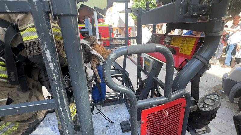 Çatı katındaki yangında acı bilanço: 10 kedi öldü, 13’ü kurtarıldı