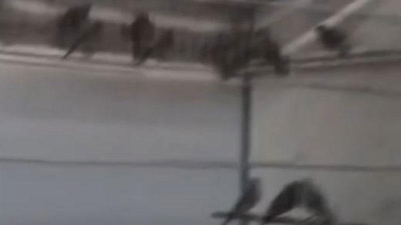 Yasa dışı saka kuşu üretimine operasyon: 134 kuş koruma altına alındı