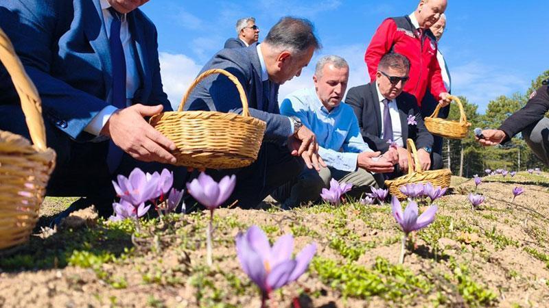 Safranbolu’da safran hasadı sürüyor: Kilosu 800 bin TL!